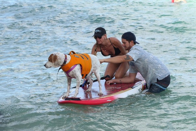 All Dogs Can Become Stand Up Paddle Dogs