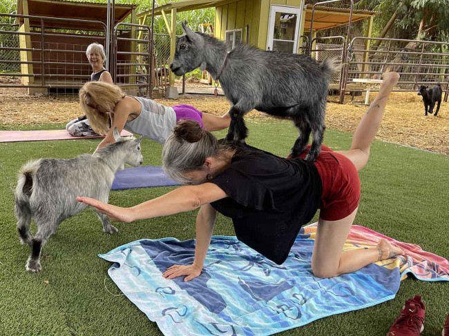 Yoga with Goats: The Latest Wellness Trend