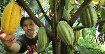 Cacao Takes Root in Waimanalo