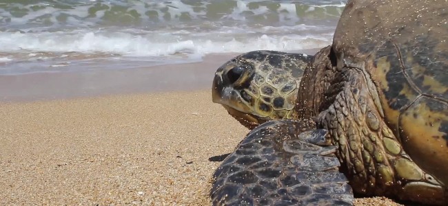 Discover, The Hawaiian Green Sea Turtle