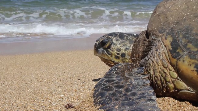 Discover, The Hawaiian Green Sea Turtle