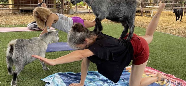 Yoga with Goats: The Latest Wellness Trend