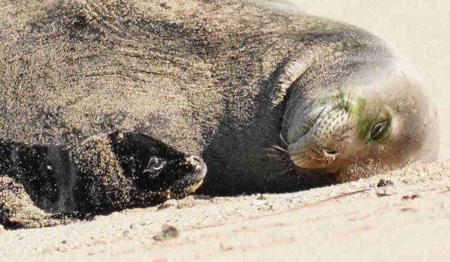 Monk Seal Pups: A Symbol of Hope